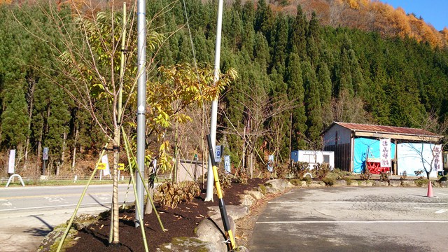 桜の木