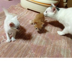 子猫シーズン到来! 子猫シーズン到来!