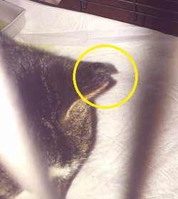 さくら猫をご存知ですか? さくら猫をご存知ですか?