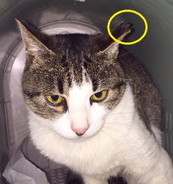 さくら猫をご存知ですか? さくら猫をご存知ですか?