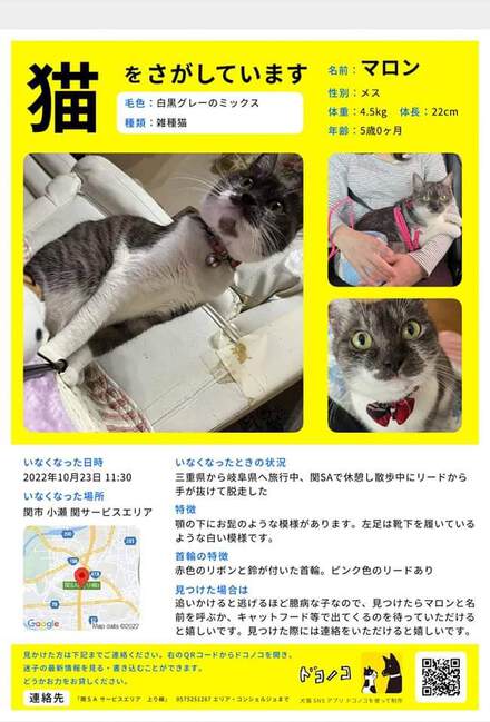 アニマルレスキュー飛騨 Animal Rescue Hida 猫が行方不明になりましたご協力お願いします