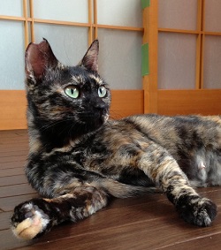 飛騨で初「さくら猫」誕生!