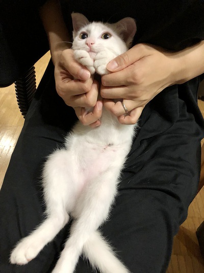 助けてもらった命を生きる、にゃ助! 助けてもらった命を生きる、にゃ助!