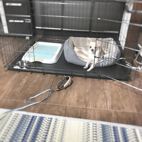 ちくわのいちにち ちくわのいちにち