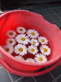 お花、きれいだよ~!