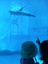 名古屋港水族館