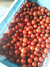 初収穫したてのミニトマト

…