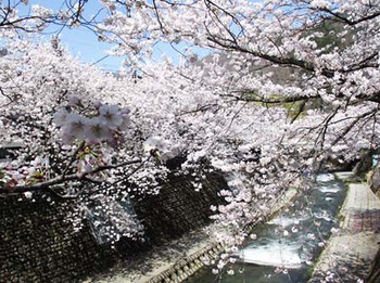 『定期検診』と『神岡のさくら』 ^^