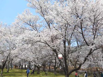 ちょっとだけ『花見』 ^^;