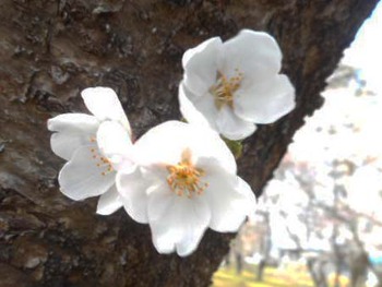 ちょっとだけ『花見』 ^^;