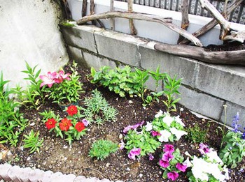 何十年振りだろう?『朝顔の種』を植えてみた ^^