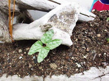 何十年振りだろう?『朝顔の種』を植えてみた ^^