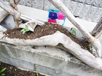 何十年振りだろう?『朝顔の種』を植えてみた ^^