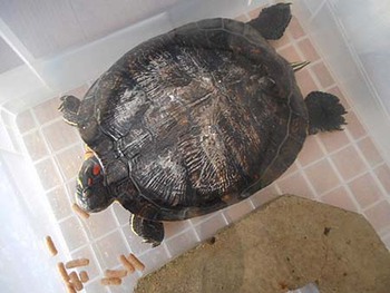 20年以上飼育してきた『亀の小太郎』天国へ行っちゃった