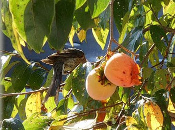 柿の木は『鳥の楽園』に… ^^