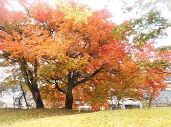 護国神社の『紅葉』 ^^