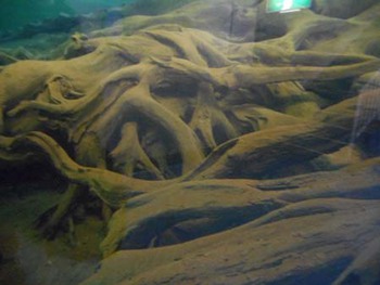 『魚津埋没林博物館』行ってきました~ ^^