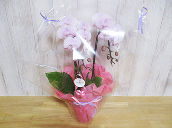 『お花』もらっちゃった~ ^^