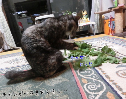 フレッシュマタタビ フレッシュマタタビ