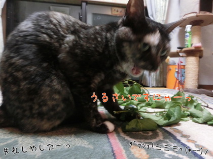 フレッシュマタタビ フレッシュマタタビ