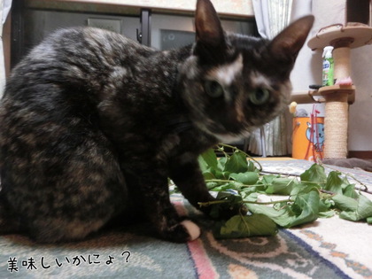 フレッシュマタタビ フレッシュマタタビ