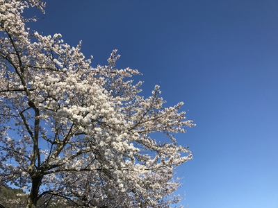 桜桜桜♪