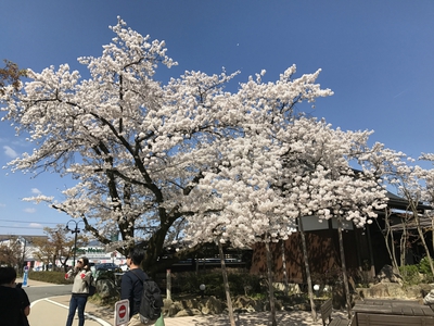 桜桜桜♪