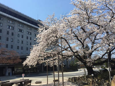 グリーンホテルの桜が満開