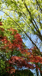 春の紅葉