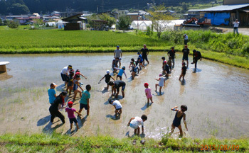 田んぼに突撃 田んぼに突撃