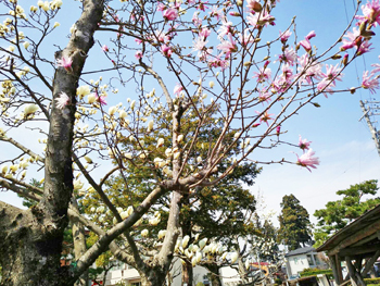 4/6 新入学&進級おめでとう☆ 4/6 新入学&進級おめでとう☆