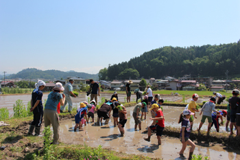 田植え体験レポート♪ 田植え体験レポート♪