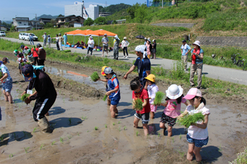 田植え体験レポート♪ 田植え体験レポート♪