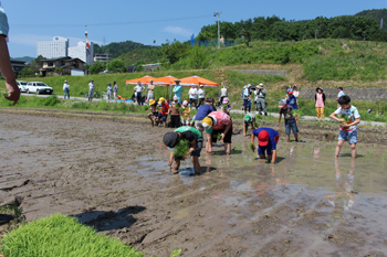 田植え体験レポート♪ 田植え体験レポート♪