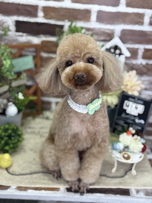 トリミング室のわんこ❤︎ トリミング室のわんこ❤︎