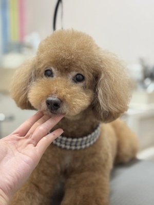 ご予約について と トリミング室のわんこ ご予約について と トリミング室のわんこ