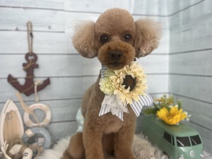 トリミング室のわんこ❤︎ トリミング室のわんこ❤︎