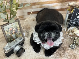トリミング室のわんこ❤︎ トリミング室のわんこ❤︎