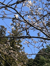 桜が咲いたら、さくら詣で