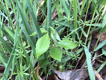 超楽しい!初めての山菜採りなんです。 超楽しい!初めての山菜採りなんです。