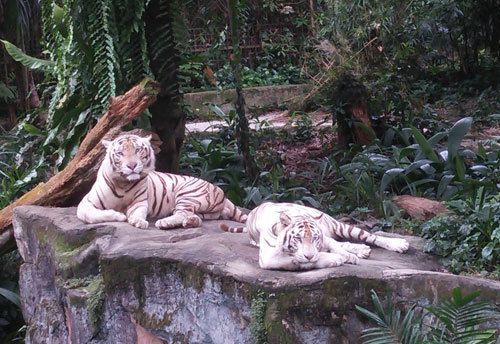 シンガポール動物園 シンガポール動物園