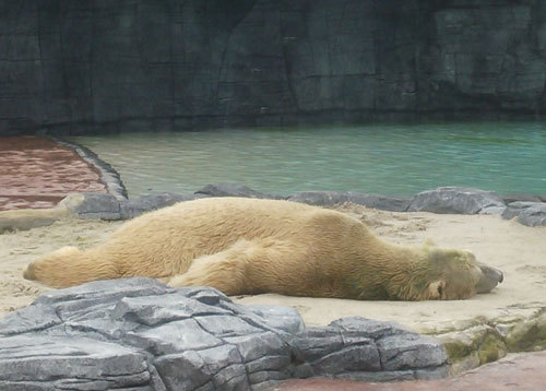 シンガポール動物園 シンガポール動物園