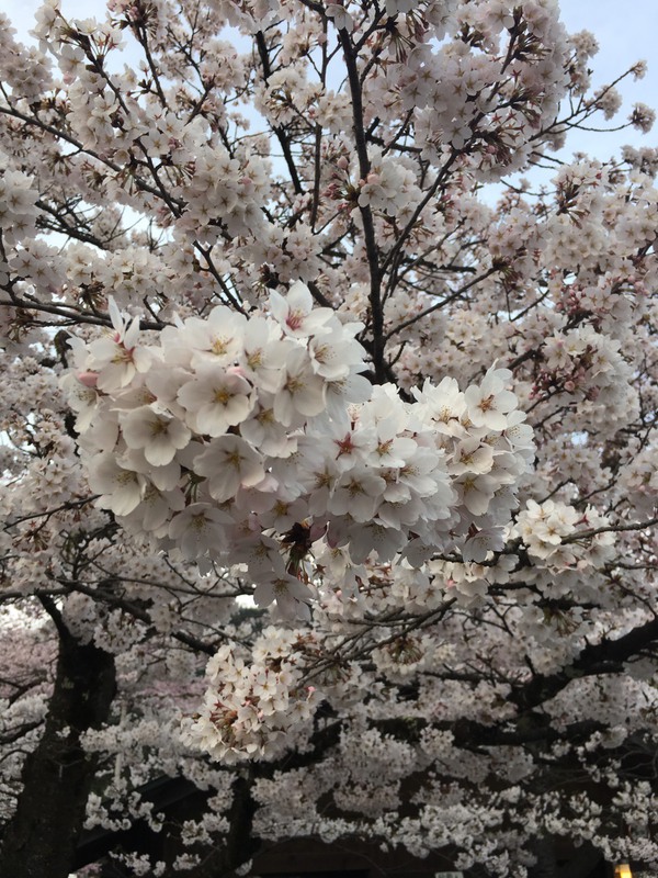 桜が綺麗ですね✿ 桜が綺麗ですね✿