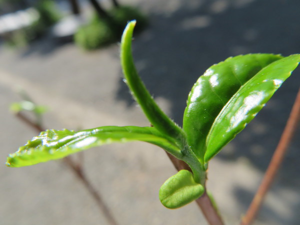 飛騨でも自家茶園の番茶があったんです。 飛騨でも自家茶園の番茶があったんです。