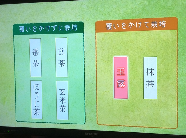 最高級茶の玉露。 ってなに? 最高級茶の玉露。 ってなに?