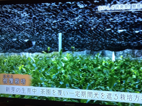 最高級茶の玉露。 ってなに? 最高級茶の玉露。 ってなに?