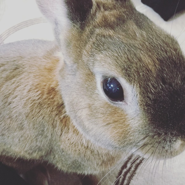 かわゆすぎる チャコ かわゆすぎる チャコ