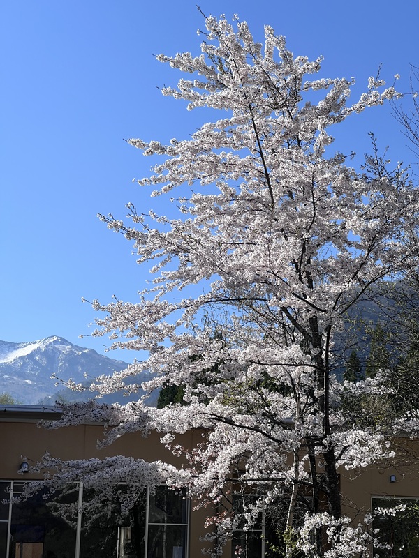 穂高の庭の桜写真をジブリ風にしました 福地温泉も見頃です 穂高の庭の桜写真をジブリ風にしました 福地温泉も見頃です