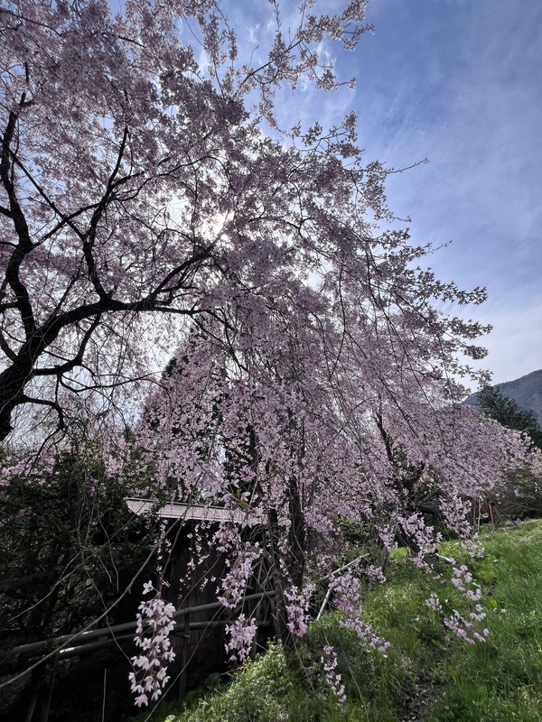 穂高の庭の桜写真をジブリ風にしました 福地温泉も見頃です 穂高の庭の桜写真をジブリ風にしました 福地温泉も見頃です