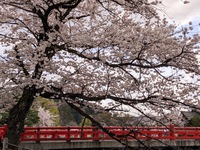 高山市街地、桜満開です！